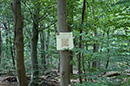 letters to the forest